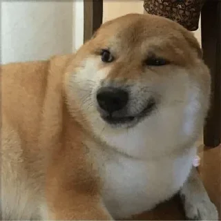 Video sticker 🌟 Ghoorta doge