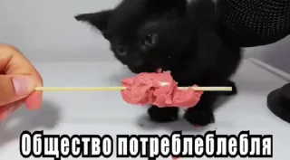 Video sticker 🐈‍⬛ Стикеры потребления... @Mudak671