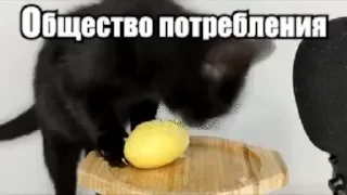 Video sticker 🐈‍⬛ Стикеры потребления... @Mudak671