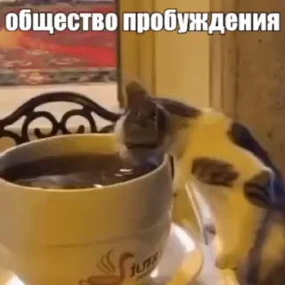 Video sticker 🐈 Стикеры потребления... @Mudak671