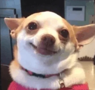 Video sticker ☺ Random @herr_soull