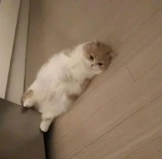 Telegram sticker 🥺 Random @herr_soull