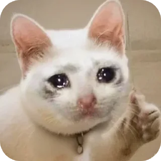 Sticker 🐱 777 :: @fStikBot