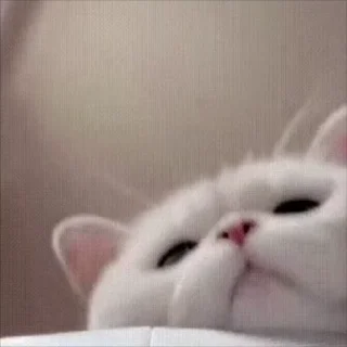 Video sticker 🌟 短信电话轰炸｜表情包 @xiatianddeye