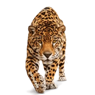 Sticker 🐯 @wisdom_droplets A Animals — @stckrRobot