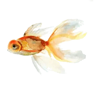 Telegram sticker 🐠 @wisdom_droplets A Animals — @stckrRobot