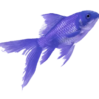 Telegram sticker 🐠 @wisdom_droplets A Animals — @stckrRobot