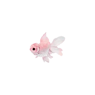 Telegram sticker 🐠 @wisdom_droplets A Animals — @stckrRobot
