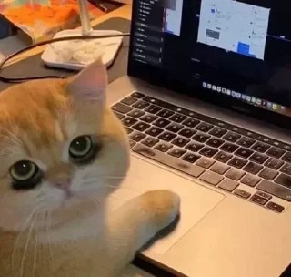 Telegram sticker 😇 @loveeeieeeee♡