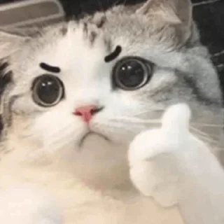 Video sticker 👍 @loveeeieeeee♡