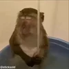 Video sticker 😴 Monkey @yStikBot