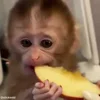 Video sticker 😈 Monkey @yStikBot