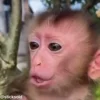 Video sticker 🥹 Monkey @yStikBot