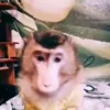 Video sticker 🥱 Monkey @yStikBot