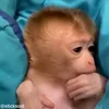 Video sticker 😩 Monkey @yStikBot