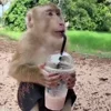 Video sticker ❤️ Monkey @yStikBot