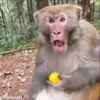 Video sticker 😯 Monkey @yStikBot