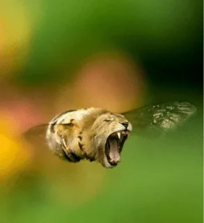 Telegram sticker 🌟 skebede @Ne1nor | @Neinor :: @fStikBot