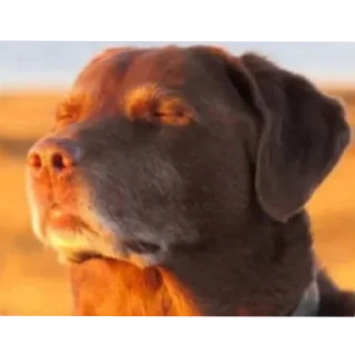 Video sticker 🐶 Vanadio