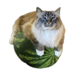 Telegram sticker 🐱 хошик сэд тинейджер