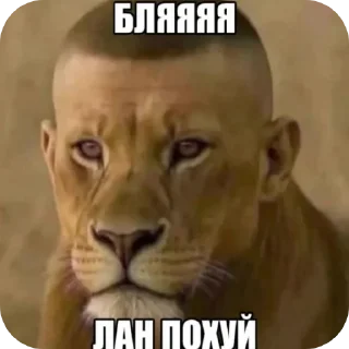 Telegram sticker 🖼 mem.com