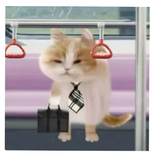 Video sticker 🐱 lily's meowniverse (@mesmmeric)