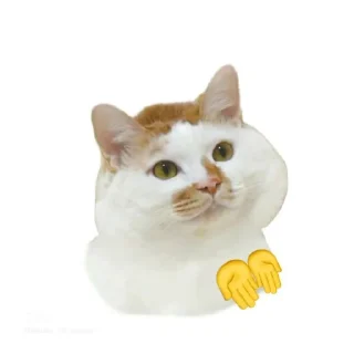 Telegram sticker 🐱 lily's meowniverse (@mesmmeric)
