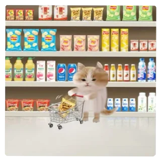 Video sticker 🐱 lily's meowniverse (@mesmmeric)