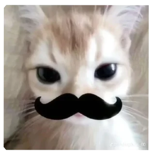 Video sticker 🐱 lily's meowniverse (@mesmmeric)