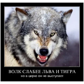 Video sticker 🐺 Блядский цирк