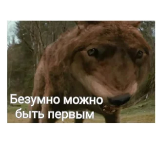 Video sticker 🐺 Блядский цирк