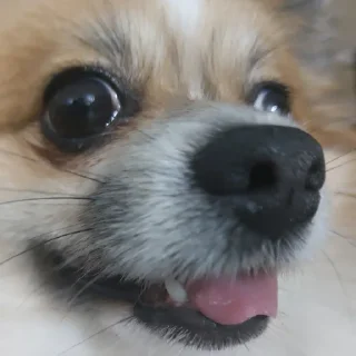 Телеграм стикер 🐶 :0 @libstnmnsh