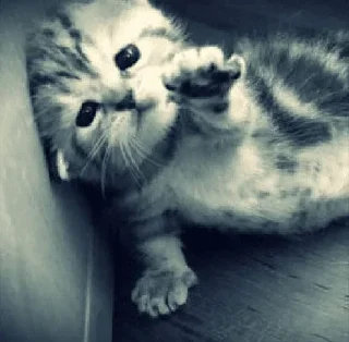 Telegram sticker 🌟 Больше стиков тут: @stikery4