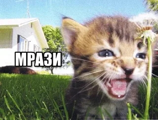 Video sticker 🌟 Больше стиков тут: @stikery4