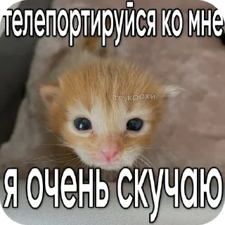 Telegram sticker 🐱 Meow Me0w ➡️ @Ctikerubot