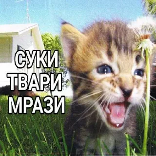 Sticker ❤️ Meow Me0w ➡️ @Ctikerubot