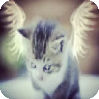 Telegram sticker 🐱 Meow Me0w ➡️ @Ctikerubot