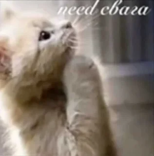 Video sticker 🙈 Meow Me0w ➡️ @Ctikerubot