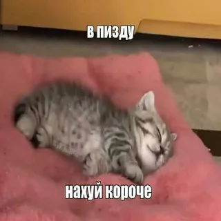 Telegram sticker 😎 Meow Me0w ➡️ @Ctikerubot