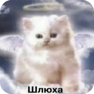 Telegram sticker 🐱 Meow Me0w ➡️ @Ctikerubot