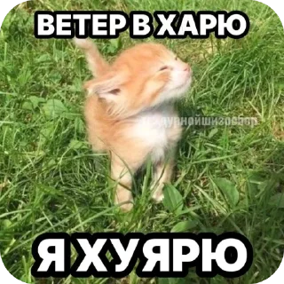 Telegram sticker 🐶 Meow Me0w ➡️ @Ctikerubot