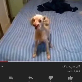 Video sticker 😂 رجاس الشيخه