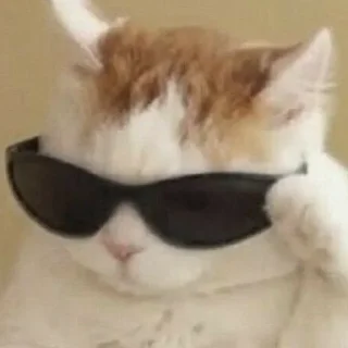 Telegram stiker 😎 mood.
