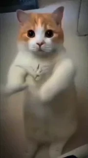 Video sticker 🤔 Captain Cat sparrow :: @fStikBot