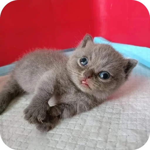 Telegram sticker 🐱 Зря пиво нет