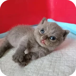 Video sticker 🐱 Зря пиво нет