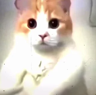 Video sticker 😸 @D48TH