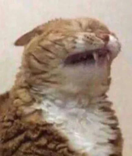 Telegram stiker 🌟 Max's stickers