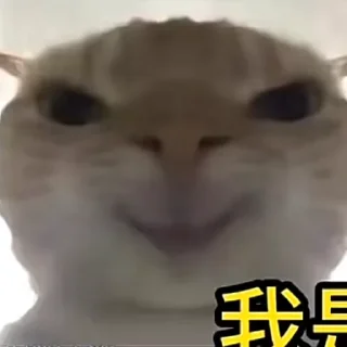 Telegram sticker ☺️ kitttt