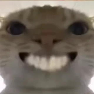 Telegram sticker 😁 kitttt